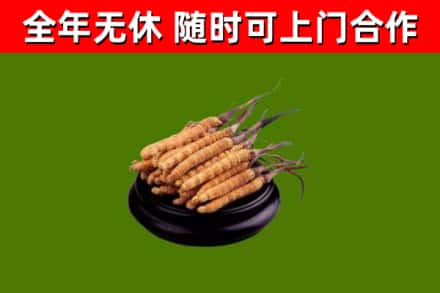 龙岩市回收冬虫夏草