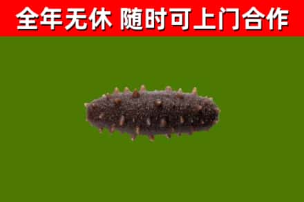 龙岩市回收海参干